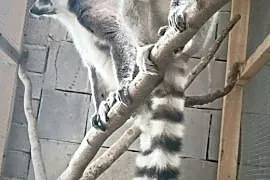 Lemury katta,  wielkopolskie Konin, Konin