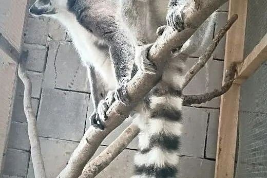 Lemury katta,  wielkopolskie Konin