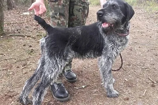 Toro,  piękny WYŻEŁ szorstkowłosy szuka super domu