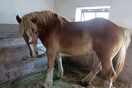Źrebówka zimnokrwista, Mazowieckie, Żuromin