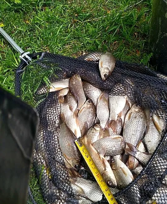 Karaś srebrzysty na żywca szczupak sum okoń sandacz, bączek, Lubelskie, Włodawa