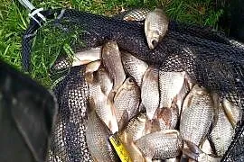 Karaś srebrzysty na żywca szczupak sum okoń sandacz, bączek