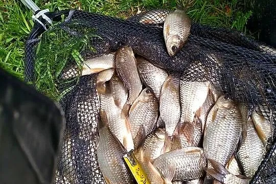 Karaś srebrzysty na żywca szczupak sum okoń sandacz, bączek, Lubelskie, Włodawa