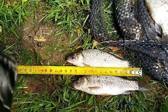 Karaś srebrzysty na żywca szczupak sum okoń sandacz, bączek, Lubelskie, Włodawa