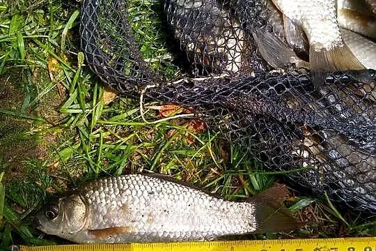 Karaś srebrzysty na żywca szczupak sum okoń sandacz, bączek, Lubelskie, Włodawa
