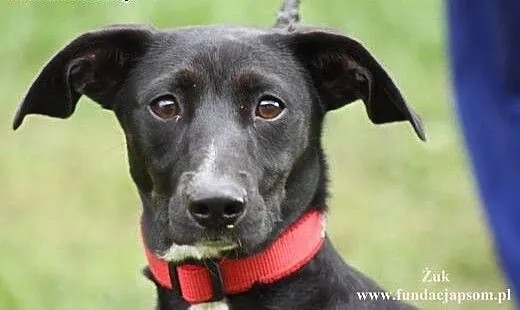 Żuk- wesołek do adopcji!, mazowieckie Nowy Dwór M