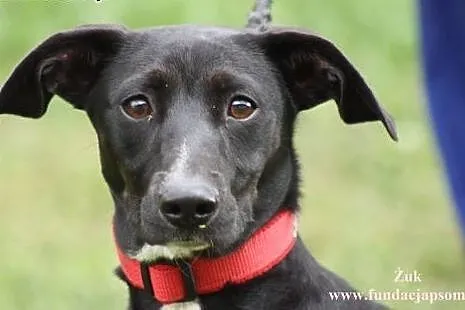 Żuk- wesołek do adopcji!,  mazowieckie Nowy Dwór M