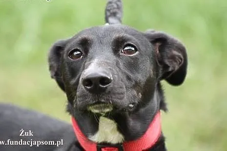 Żuk- wesołek do adopcji!,  mazowieckie Nowy Dwór M