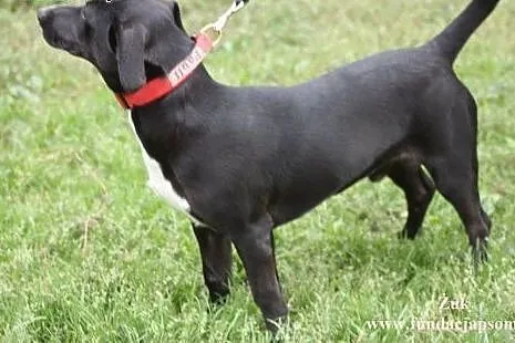Żuk- wesołek do adopcji!,  mazowieckie Nowy Dwór M