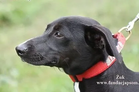 Żuk- wesołek do adopcji!,  mazowieckie Nowy Dwór M