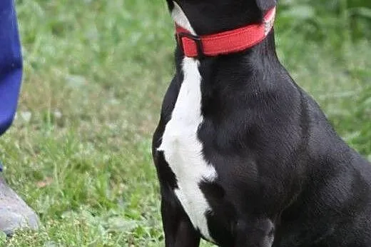 Żuk- wesołek do adopcji!,  mazowieckie Nowy Dwór M