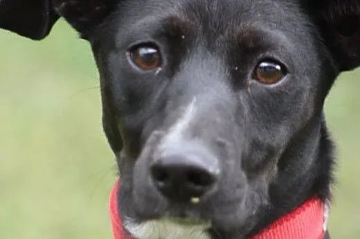 Żuk- wesołek do adopcji!,  mazowieckie Nowy Dwór M