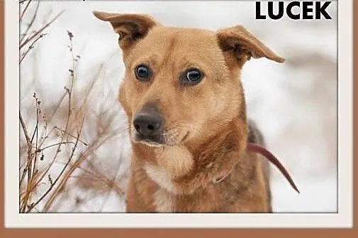 LUCEK,10kg,łagodny,spokojny piesek.ADOPCJA,  dolno