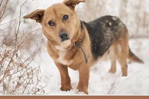 LUCEK,10kg,łagodny,spokojny piesek.ADOPCJA,  dolno