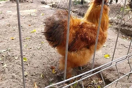 Parka silek, Lubelskie, Wytyczno