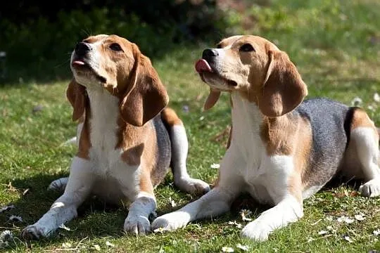 beagle tricolor