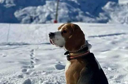 beagle tricolor, Świętokrzyskie, Koprzywnica
