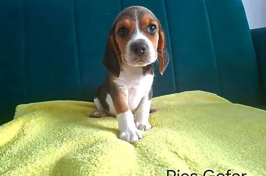 beagle tricolor, Świętokrzyskie, Koprzywnica