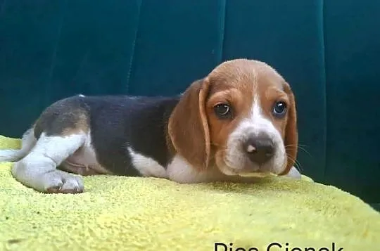 beagle tricolor, Świętokrzyskie, Koprzywnica