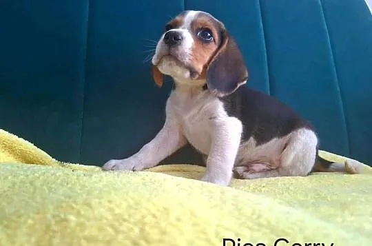 beagle tricolor, Świętokrzyskie, Koprzywnica