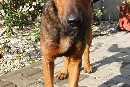 Marco - nieśmiały słodziak, Mazowieckie, Nowy Dwór Mazowiecki