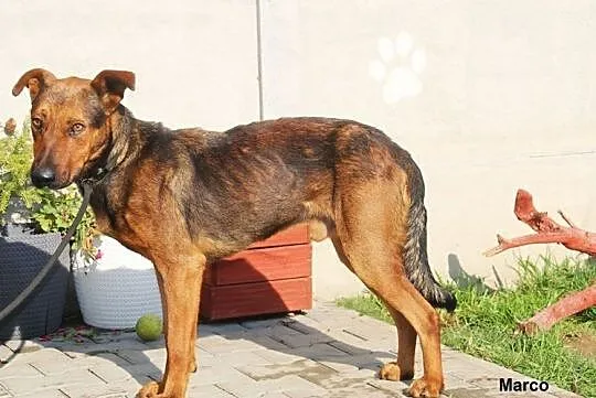 Marco - nieśmiały słodziak, Mazowieckie, Nowy Dwór Mazowiecki