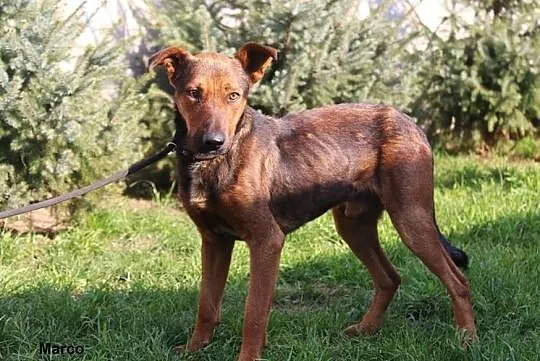 Marco - nieśmiały słodziak, Mazowieckie, Nowy Dwór Mazowiecki
