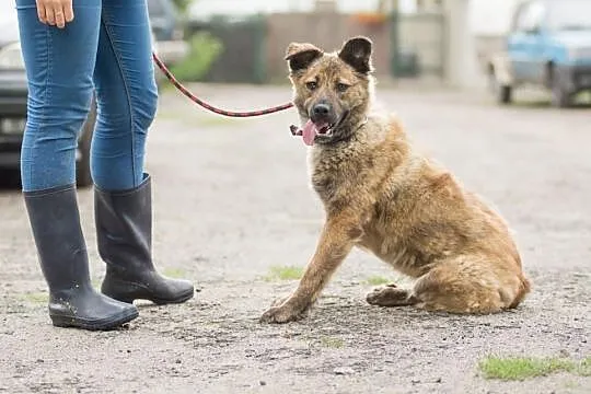 Młodziutka Prima, pręgowana piękność, wesoła suczka szuka domu
