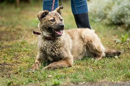 Młodziutka Prima, pręgowana piękność, wesoła suczk