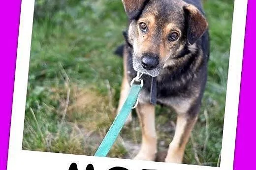 Dosyć duży 25 kg, przyjazny,przemiły,grzeczny psiak MÓJ.Adopcja,  śląskie Katowice