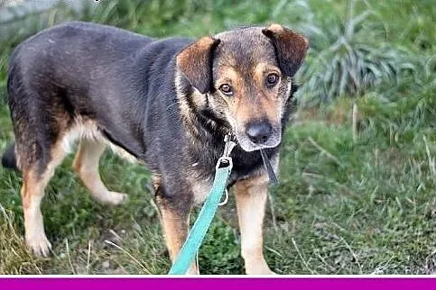 Dosyć duży 25 kg, przyjazny,przemiły,grzeczny psia