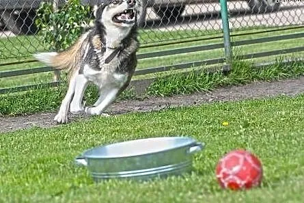 PAKO- wesoły pieszczoch mix husky do adopcji,  wielkopolskie Poznań