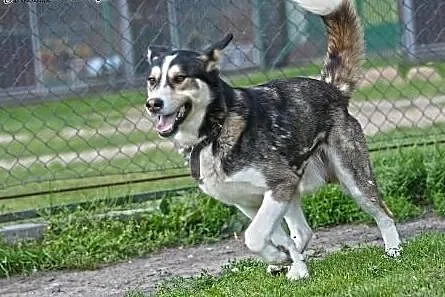 PAKO- wesoły pieszczoch mix husky do adopcji,  wie