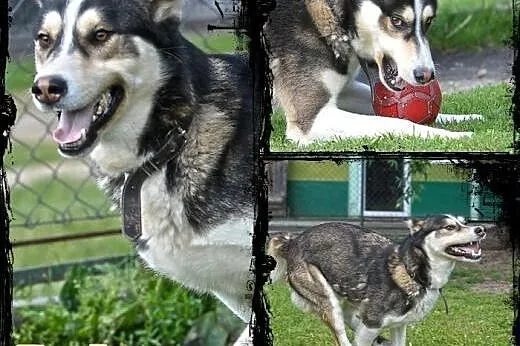 PAKO- wesoły pieszczoch mix husky do adopcji,  wie