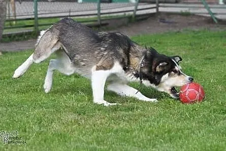 PAKO- wesoły pieszczoch mix husky do adopcji,  wie