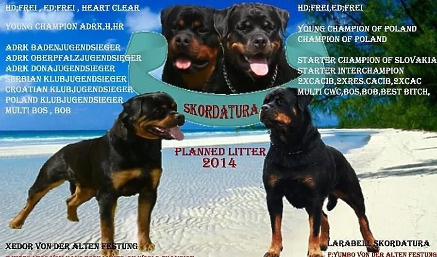 Rottweilery szczenięta rodowodowe (ZKwP-FCI) -kryc