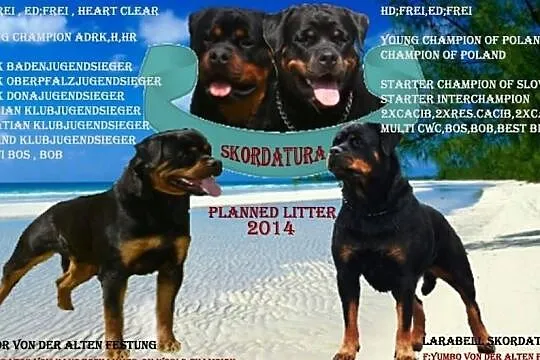 Rottweilery szczenięta rodowodowe (ZKwP-FCI) -krycie w Chorwacji