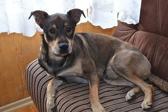 MARGO psie dziecko prosi o pomoc