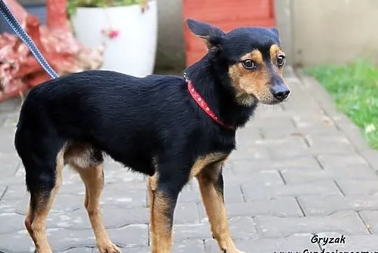 Gryzak - wrażliwy psiaczek, Mazowieckie, Nowy Dwór Mazowiecki