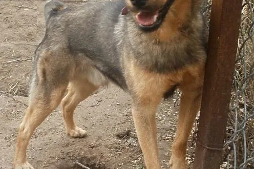 Rysio  pogodny szkrab czeka na dom,  mazowieckie W