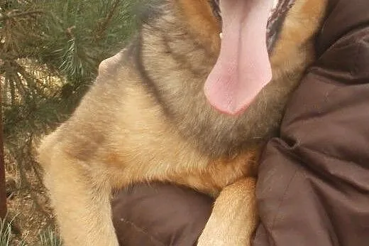 Rysio  pogodny szkrab czeka na dom,  mazowieckie W
