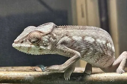 Samiczka kameleona lamparciego Ambilobe