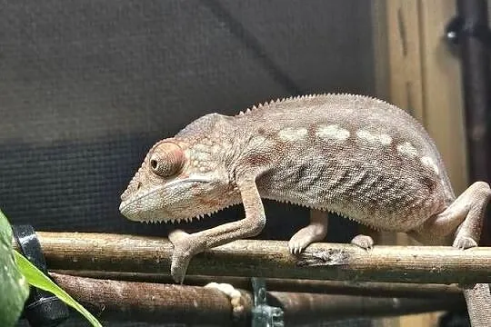 Samiczka kameleona lamparciego Ambilobe, Małopolskie, Kraków