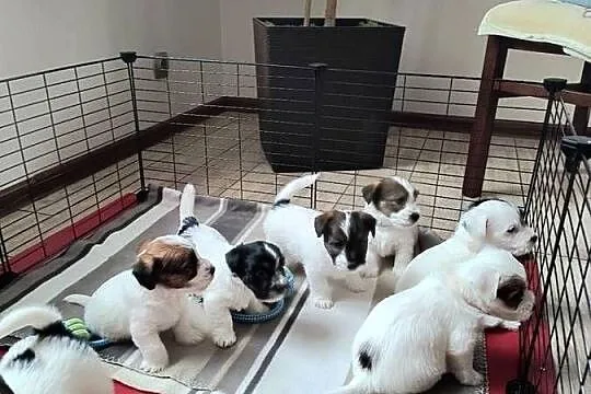 PoJack Russell Terrier, Śląskie, Nowy Broniszew
