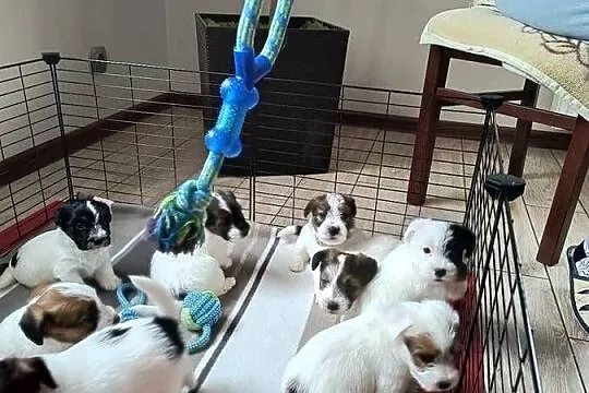 PoJack Russell Terrier, Śląskie, Nowy Broniszew