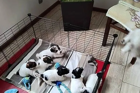 PoJack Russell Terrier, Śląskie, Nowy Broniszew