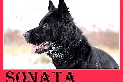 Owczarek niem. suka,łagodna,przyjazna,aktywna.Adop