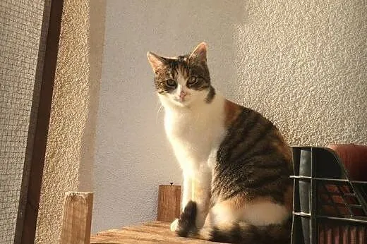 Juleczka, kolorowa królewna marzy o swoim Domu,  m
