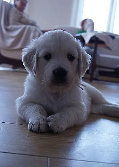 Planowane szczenięta GOLDEN RETRIEVER do odbioru w