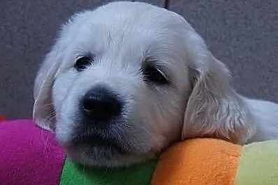 Planowane szczenięta GOLDEN RETRIEVER do odbioru w